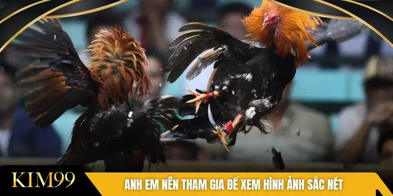 Anh em nên tham gia để xem hình ảnh sắc nét