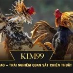 Đá Gà Cựa Dao – Trải Nghiệm Quan Sát Chiến Thuật Trên KIM99