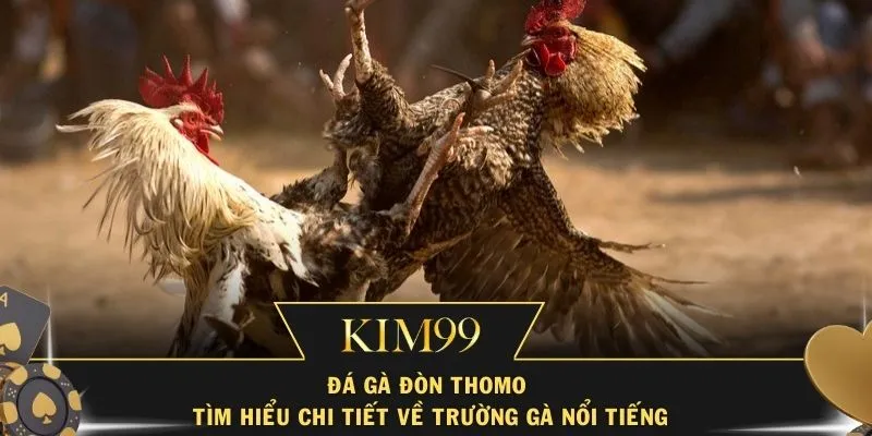 Đá Gà Đòn Thomo – Tìm Hiểu Chi Tiết Về Trường Gà Nổi Tiếng