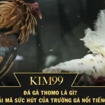 Đá Gà Thomo Là Gì? Giải Mã Sức Hút Của Trường Gà Nổi Tiếng