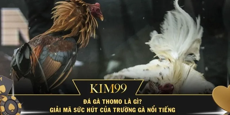 Đá Gà Thomo Là Gì? Giải Mã Sức Hút Của Trường Gà Nổi Tiếng