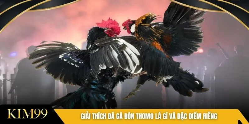 Giải thích đá gà đòn Thomo là gì và đặc điểm riêng