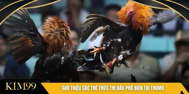 Giới thiệu các thể thức thi đấu phổ biến tại Thomo