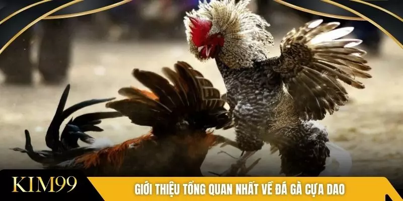 Giới thiệu tổng quan nhất về đá gà cựa dao