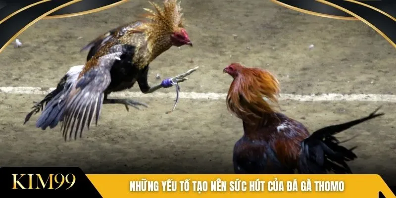 Những yếu tố tạo nên sức hút của đá gà Thomo
