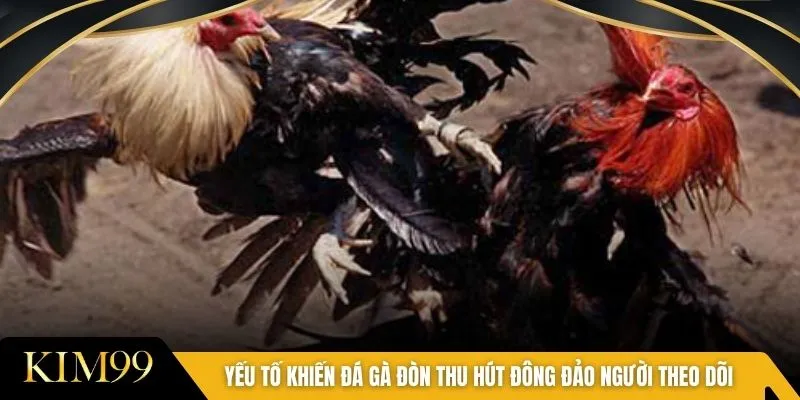 Yếu tố khiến đá gà đòn thu hút đông đảo người theo dõi